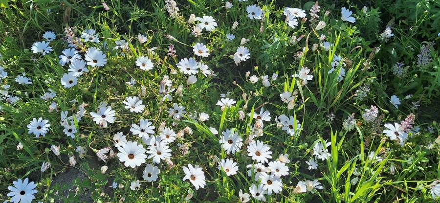 0 Bedroom Property for Sale in Parkersdorp Western Cape